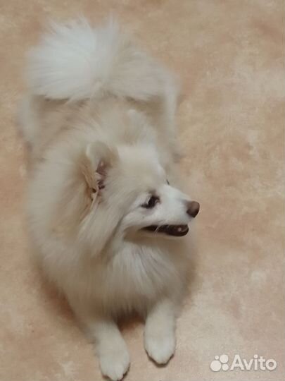 Собака шпиц