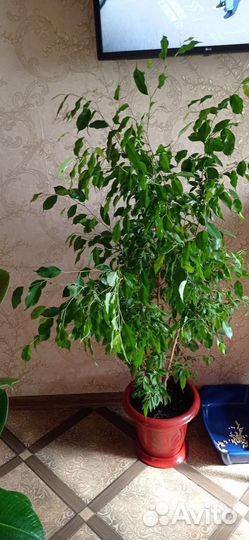 Фикус бенджамина большой