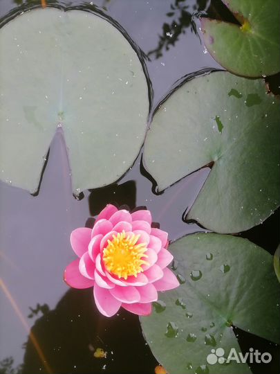 Водная Лилия, нимфея