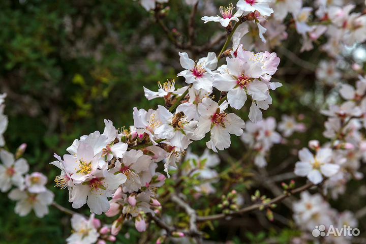Миндаль Сладкий, семена на посадку