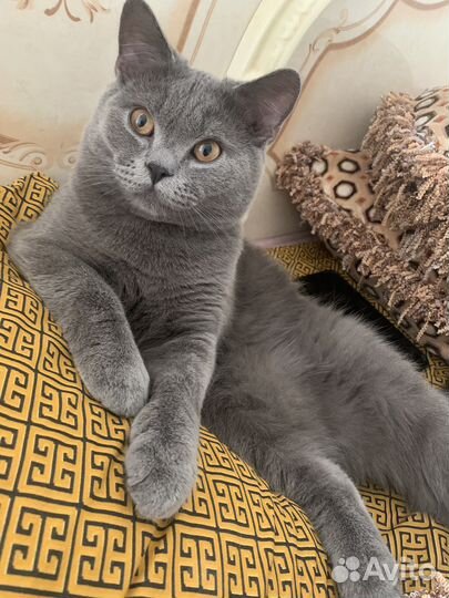 Шотландский кот вязка
