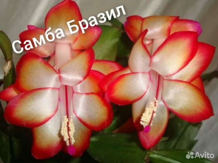 Редкие сорта шлюмбергер, Декабрист