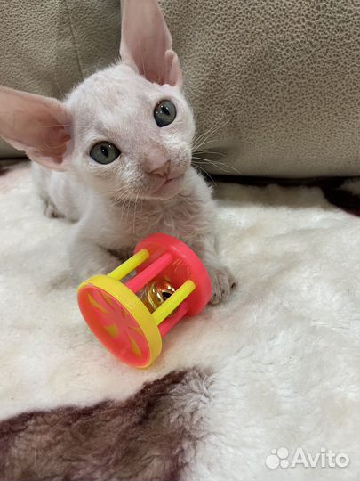 Котята Донского сфинкса