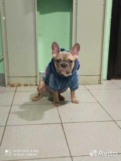 Французский бульдог