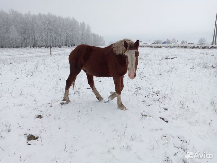 Жеребчик советский тяж