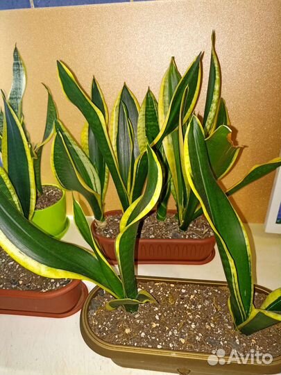 Сансиеверия Футура Суперба