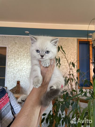 Котята шотландские