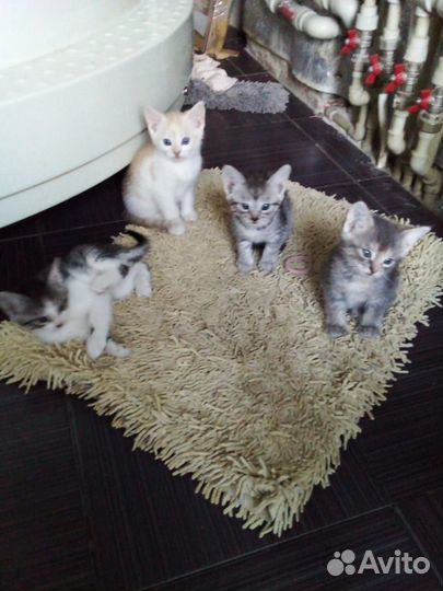 Отдам котят в добрые руки