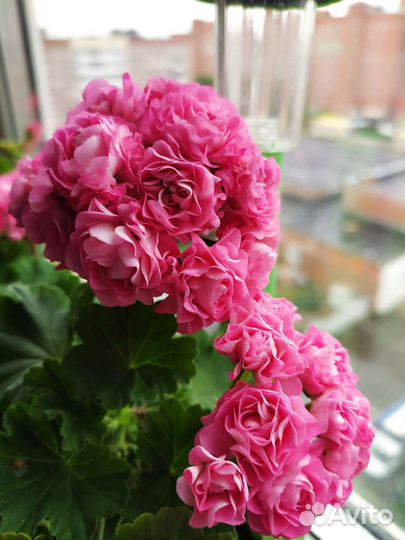 Пеларгония герань, Австралиен пинк