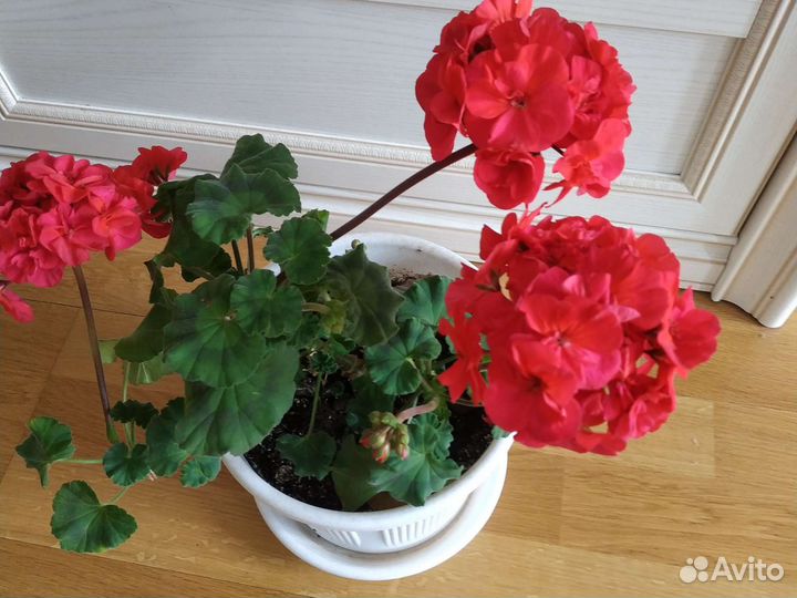 Пеларгония герань сортовая