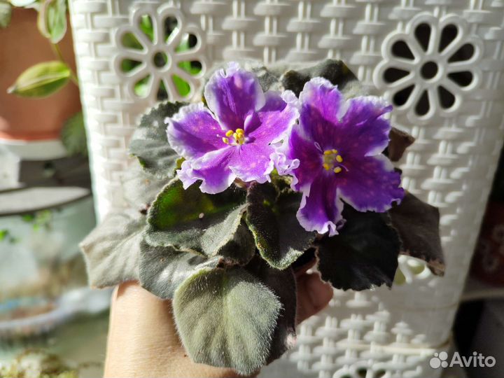 Фиалки Комнатные цветы