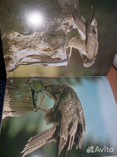 Валек М.и др. Песня о лесе. фотоальбом. 1984г