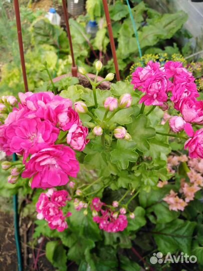 Пеларгония герань