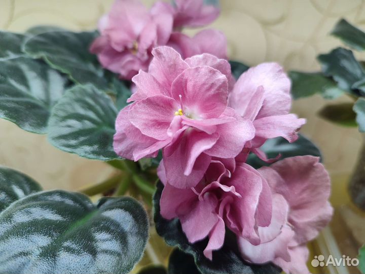 Цветущие стартеры фиалок