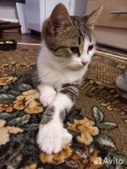 Кошка в дар бесплатно