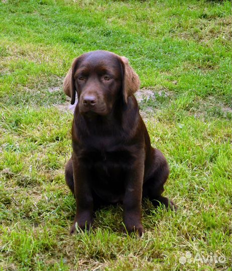 Шоколадная Офелия