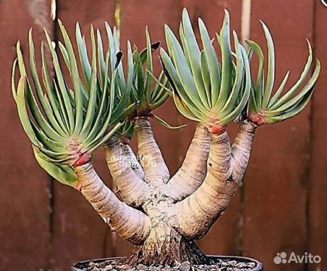 Алоэ складчатое Plicatilis