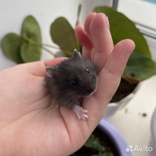 Джунгарский хомяк