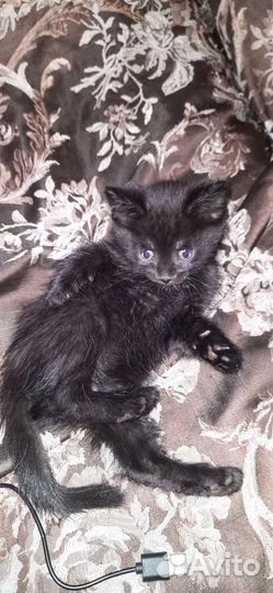 Котята в дар бесплатно
