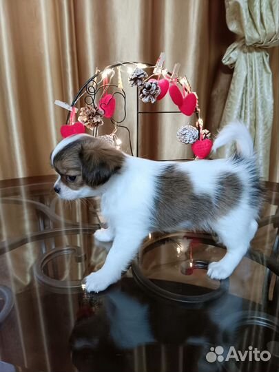 Щенок чихуахуа метрика скор, клеймо,чип