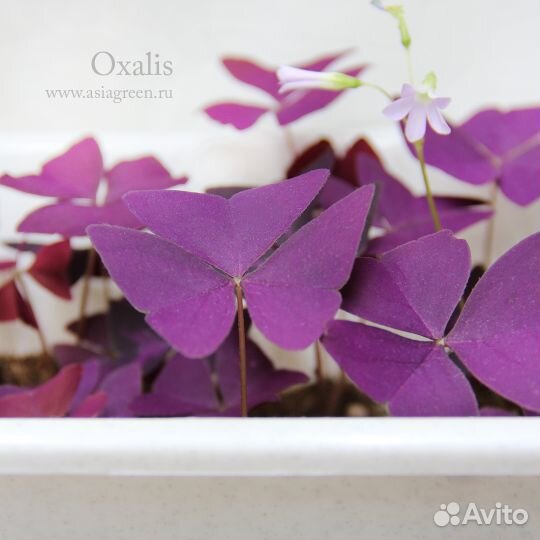 Съедобные цветы