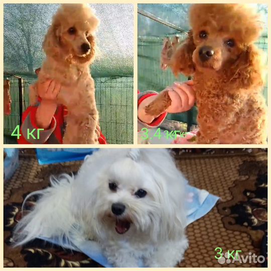 Вязка собак