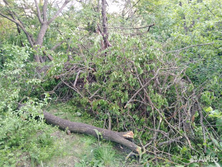 Отдам бесплатно дрова абрикосы, яблони