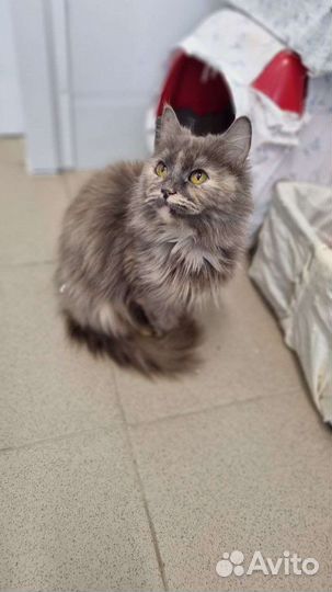 Котики бесплатно