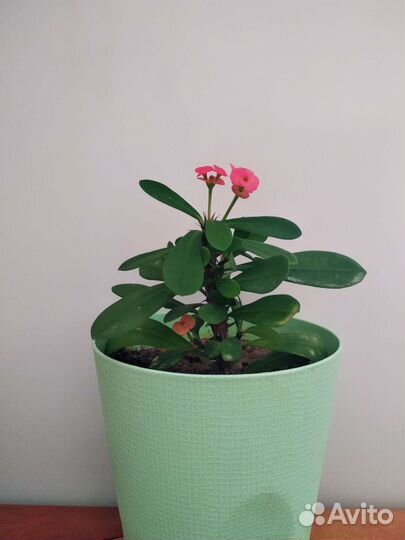 Кактус молочай Миля