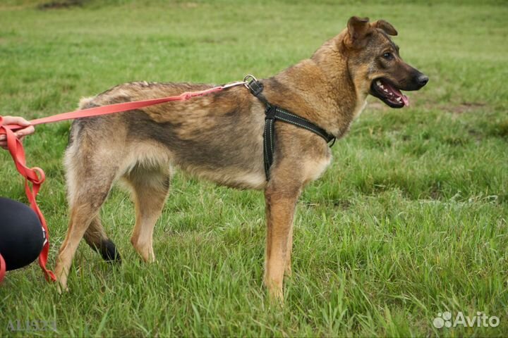 Нежная девочка в поисках дома