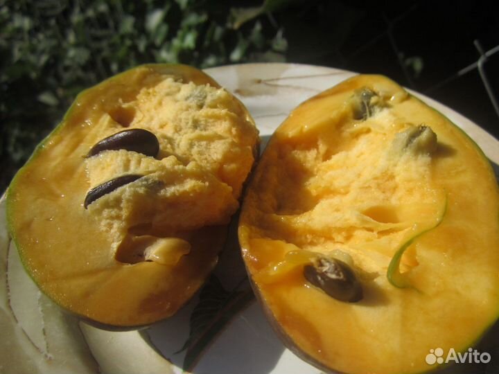 Саженцы Азимины, русское манго