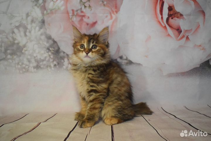 Котята курильский бобтейл