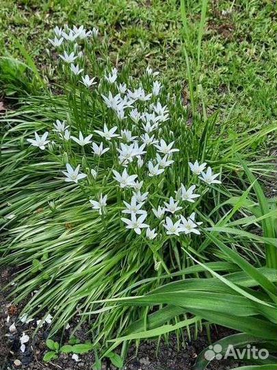 Разные многолетники для сада