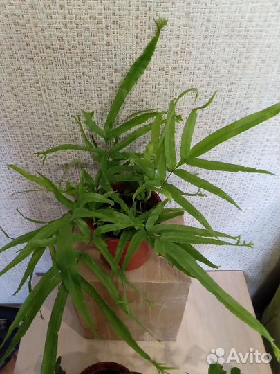 Папоротники