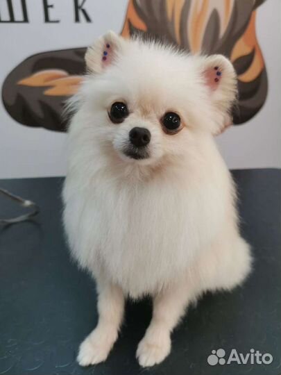 Груминг стрижка собак