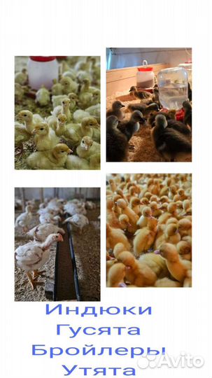 Куры молодки несушки