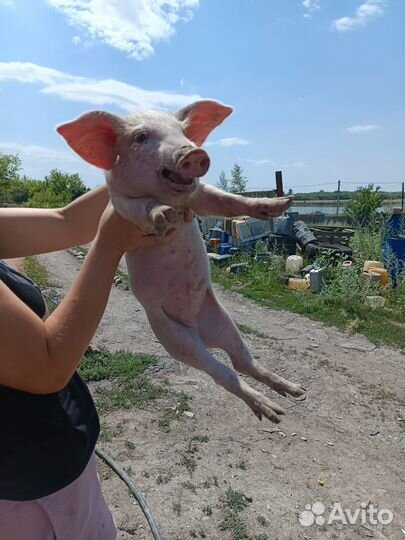 Поросята маленкие