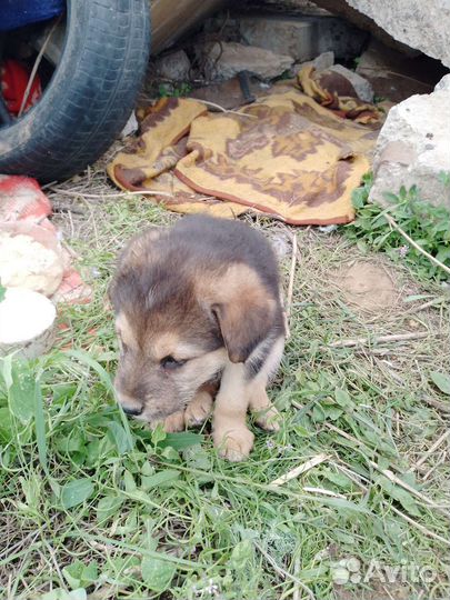 Собака в добрые руки девочка темная и мальчик