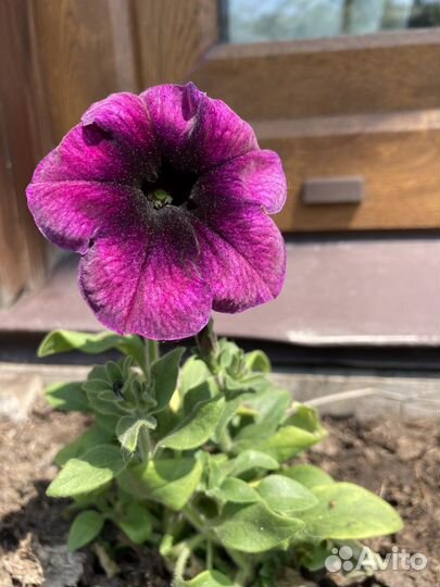 Рассада Петуния/ кустовые бархатцы/ лаватера