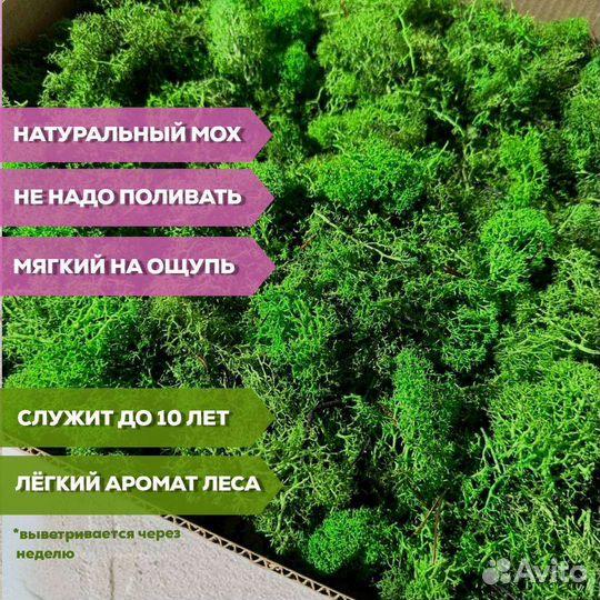 Лента из стабилизированного мха