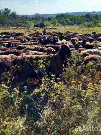 Продам ярочек эдельбаевской породы