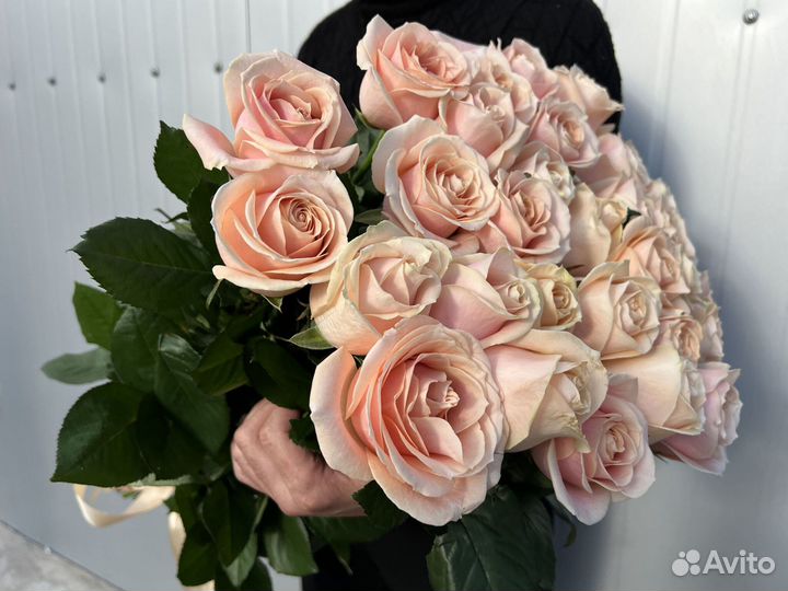 Розы голландские с доставкой 25 шт