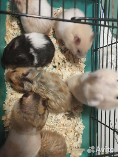 Сирийский хомяк