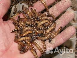 Насекомые для корма
