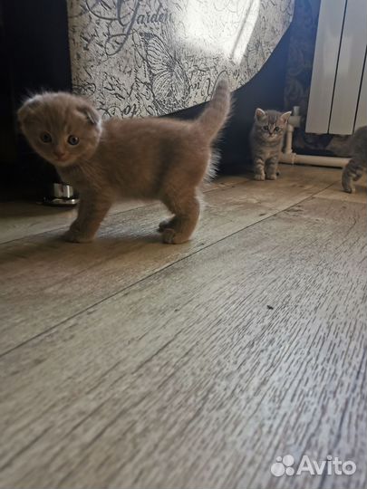 Шотландская