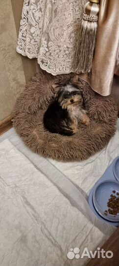 Йоркширский терьер щенки девочки mini