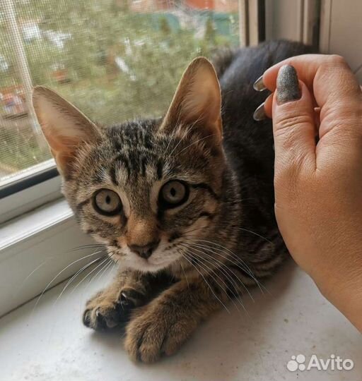 Найти кров или вернуть на улицу