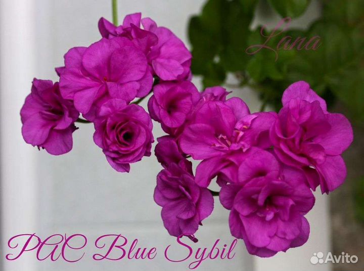 Сортовая пеларгония PAC Blue Sybil