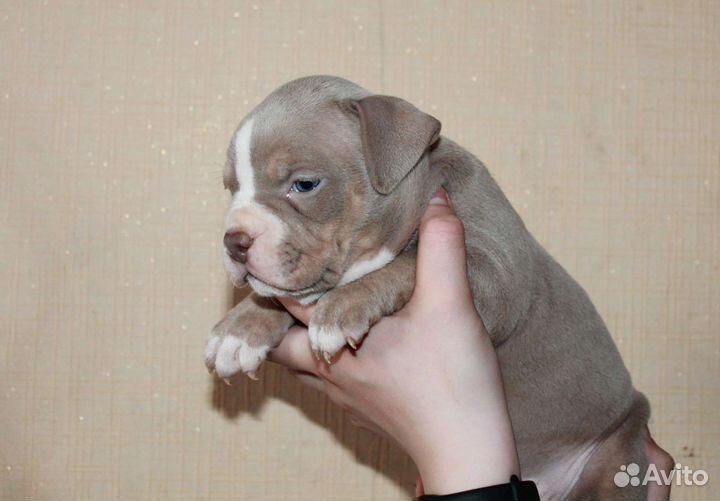 Красавец мужчина