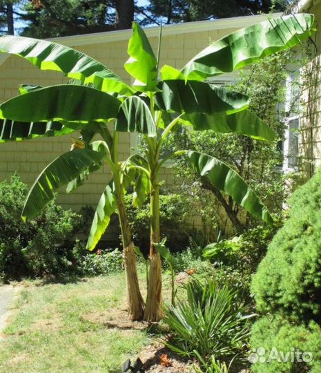 Банан японский, банановая пальма, банан Тропикана